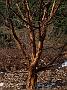 Acer griseum